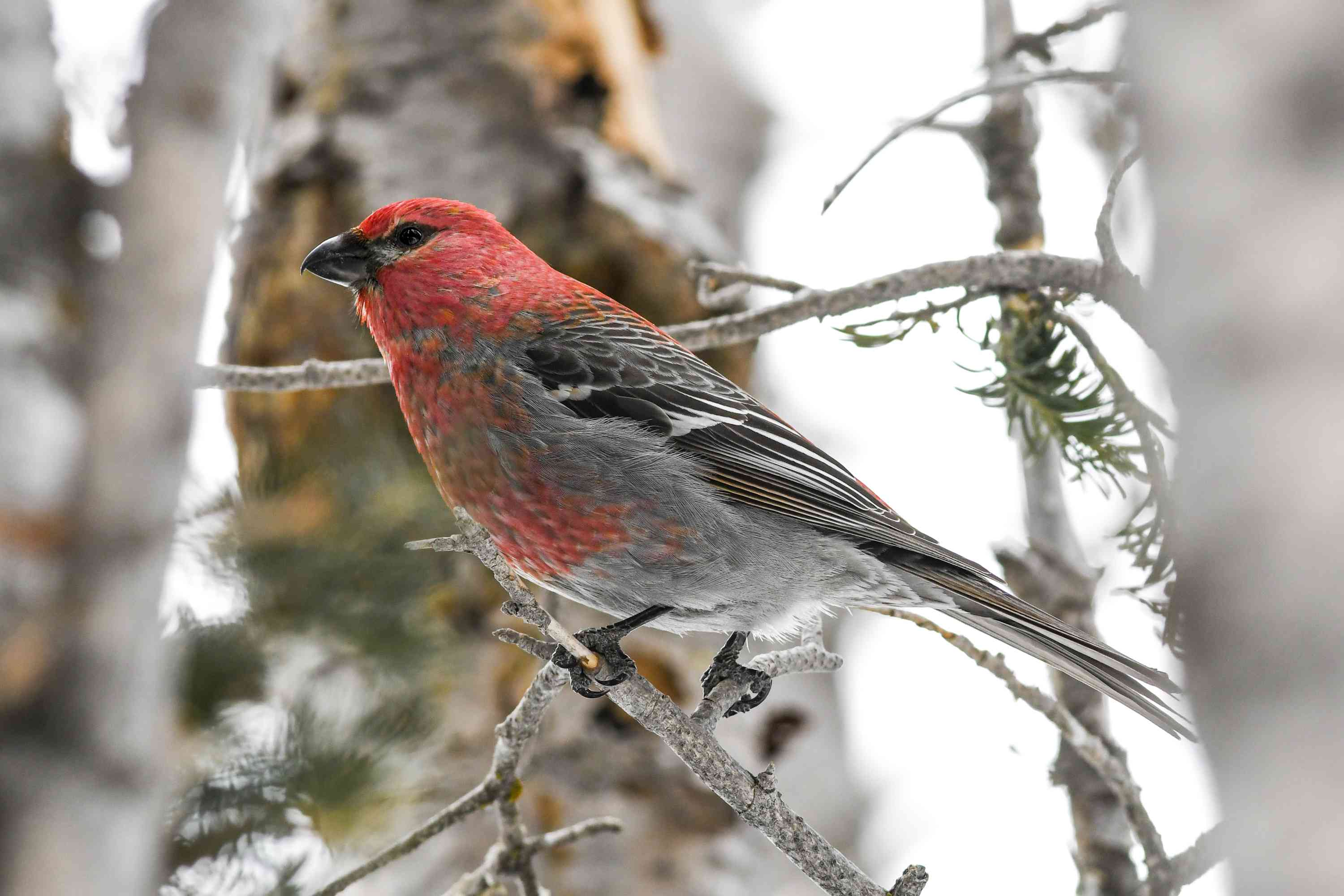 Red Bird Hat Five Sizes.